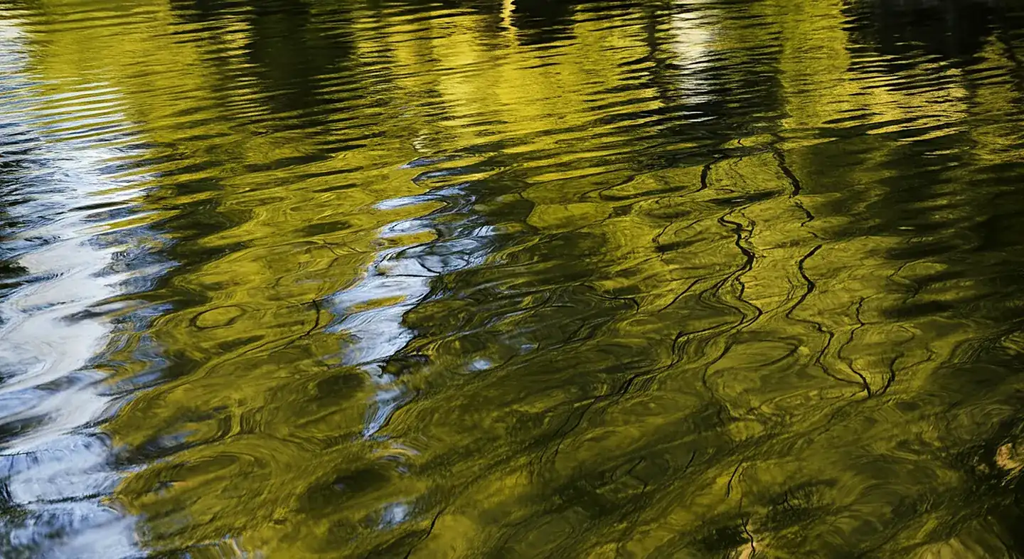 Trees reflected in still water, from the Clean Skin brand photography